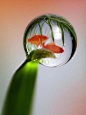 macro water droplet with goldfish!: 