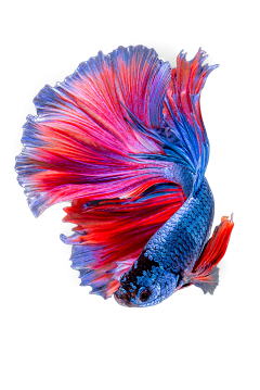 林钟初柒采集到水族参考