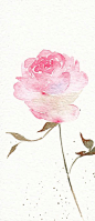 水彩手绘 花碎花 田园墙纸 背景素材平铺 iPhone壁纸