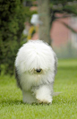 英国古牧——英国古代牧羊犬（Old English Sheepdog） 是英国最古老的牧羊犬种之一。在古代英国西部农村为了赶家畜到牧场，农夫们饲养出这种机敏的犬种。此犬的祖先包含了长须牧羊犬及各种欧洲牧羊犬之血统。19世纪时，古英国牧羊犬广为农业地区使用。1873年，首次在英国展示会上公开亮相。英国古代牧羊犬是一种健壮、紧凑、正方形比例、和谐的品种。非常迷人，被毛丰厚、浓密，但不过分，肌肉发达，身躯强壮。这些品质，结合了它的活泼，使它能符合一个牧羊犬或畜牧犬的苛刻标准。因此，无缺陷是非常重要的。