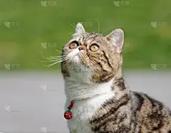 异国情调,短毛猫,美,机敏,水平画幅,智慧,无人,加菲猫,纯净,动物身体部位