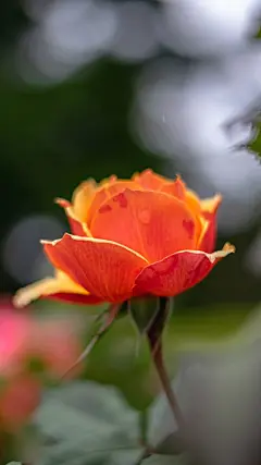 玫瑰花高清摄影素材