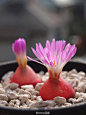 番杏科肉锥花属 Conophytum burgeri 中文名：【灯泡】（形象吗？[偷笑]）原产地南非，植株晶莹剔透，一般为单头，生长方式和习性与生石花差不多，开花时花苞会从内部冒出（所以也有人形容快开花的灯泡的花苞是“灯丝”）平时状态就像一个个小玉石在花盆里，超有趣的一个品种