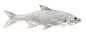 Magyarország halfaunája - Fish Fauna of Hungary : BA DEGREE 2016