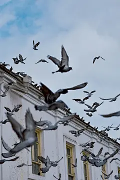 鸽子高清摄影素材