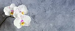 一堵灰泥墙的枝上挂着兰花花，是模型