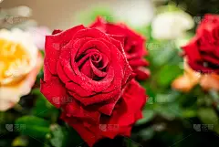 花束,玫瑰,背景,清新,明亮,可爱的,贺卡,花