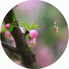   握着一朵桃花绽放的过程
我掏出心底珍藏的词语
向一片阳光缓缓靠近
不能打扰 不能打扰一片云
一枕春风
一些花朵的窃窃私语
在黎明奔跑的露水里
在你静默的时空浅唱 呢喃
你是如此的静
静得从容 柔韧 呼吸中也饱满音律