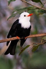 White-headed Bulbul.