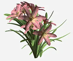 绿植花草花卉线描高清素材 设计素材 设计图片 免费下载 页面网页 平面电商 创意素材 png素材