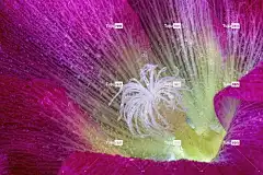 蜀葵 美丽的花朵 花壁纸 花 花卉背景 露 自然 植物学 特写