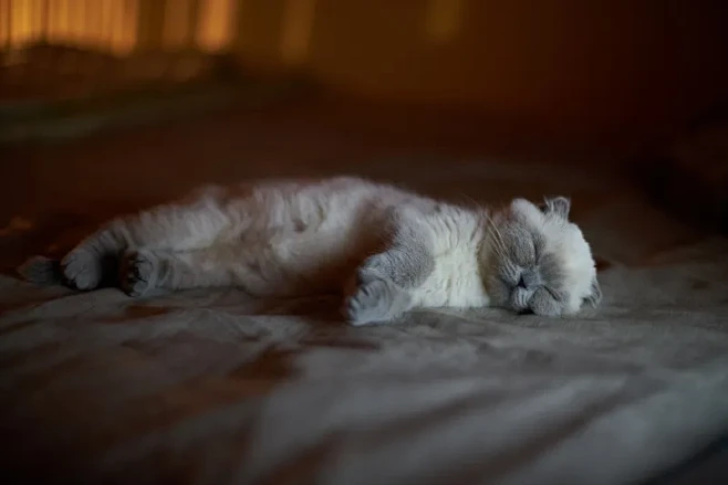 苏格兰折耳猫的小猫图片下载