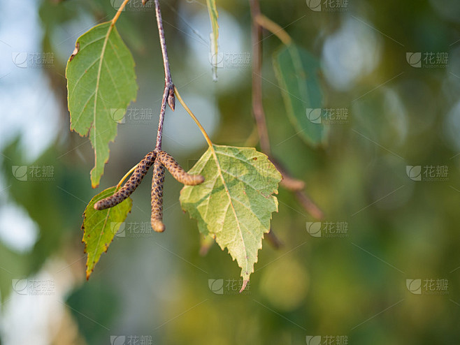 桦树的叶和花(白桦树、疣桦树、欧洲白桦树)