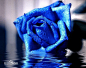 蓝色妖姬图片_百度百蓝色妖姬是用一种对人体无害的染色剂和助染剂调合成着色剂，等白玫瑰（或白月季）快到花期时，开始用染料浇灌花卉，让花像吸水一样，将色剂吸入而实现染色。，据花卉专家介绍，世界上极少有自然生长的蓝色玫瑰花，市场上出售的“蓝色妖姬”都是人工染色后的产物。比较正规的“蓝色妖姬”是在花卉的成长期就开始染色，颜色自然，不易掉色。另外还有一种用蓝色金粉覆盖制作的蓝色妖姬，颜色不自然，容易掉色，不容易保存。科
