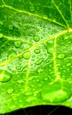 小清新绿色植物护眼手机壁纸 第5页-ZOL手机壁纸