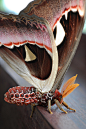 Atlas moth (Attacus atlas)