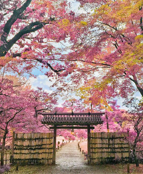 Japan Cherry Blossom