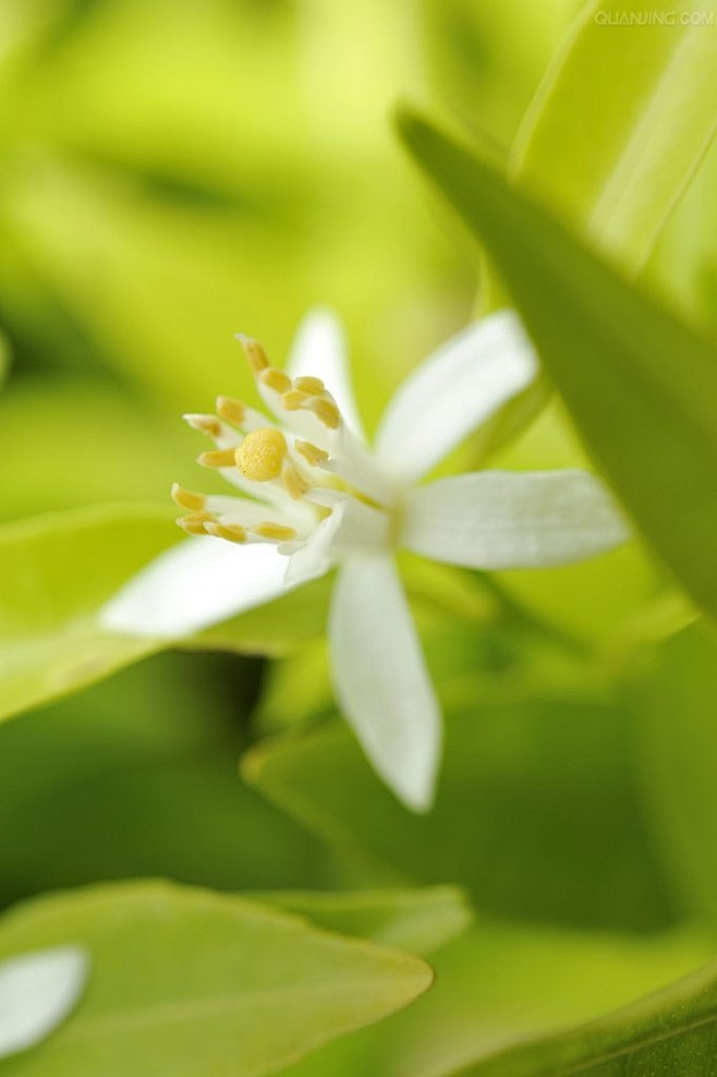 橙花