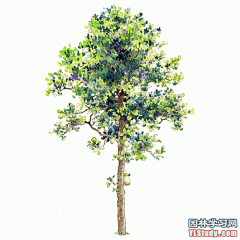 最全100-1张精美园林植物水彩效果图（拉丁名+种名） - 手绘效果图 - 园林学习网 - 10年专注！最大最精最专一的园林景观行业交流平台 - 手机版