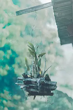 挂兰花
