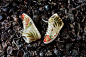 Pharrell Williams adidas Originals JACQUARD Pack 2.0 - 589854