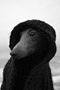 Greyhound