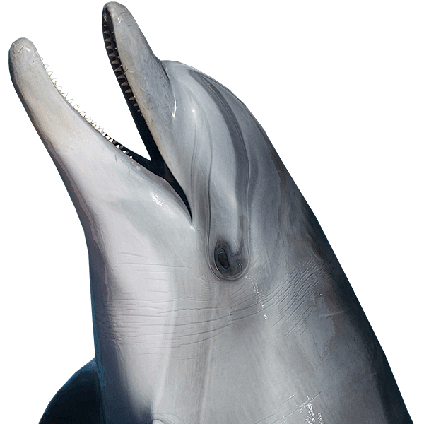 海豚PNG
