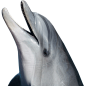 海豚PNG