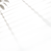 植物投影 光影素材 PNG 丁达尔光效，窗户投影，窗户影子 来自网络-收集@kaysar007