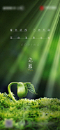 【仙图网】海报 房地产 立春 二十四节气 发芽|325612 