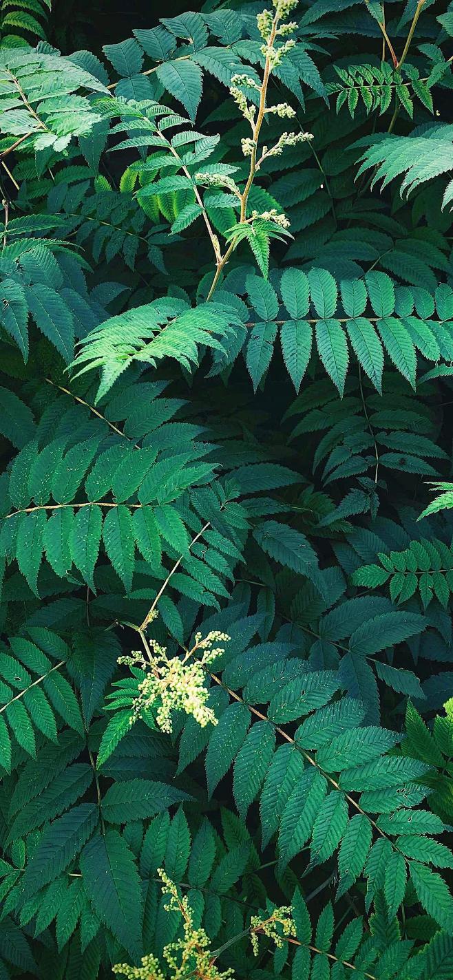 原图壁纸：绿色护眼的植物叶子-今日头条