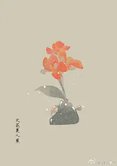 #365天生日花#  8月15日 大花美人蕉(Canna generalis)
花语：光辉
