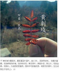 默默的……采集到植物