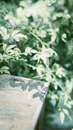 Lilys、Y采集到植物园园园