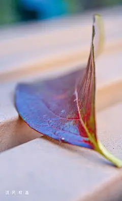 秋叶-沐风视觉人生感悟 秋叶 落叶 秋天 摄影手机壁纸