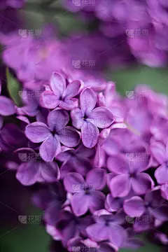丁香紫花的特写