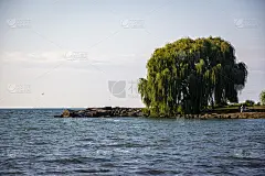 伊利湖岸边有柳树和海鸥