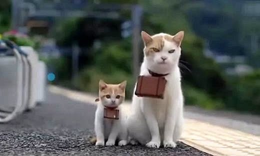最近日本的电视上一直播这个广告，两只猫咪...