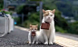 最近日本的电视上一直播这个广告，两只猫咪师傅和徒弟的旅行，真是太可爱~萌翻了！！！