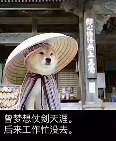 清纯的小野猪采集到聊天搞笑