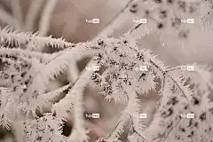 弗罗斯特 冰 全高清壁纸 霜 冷 酷背景 冬季 季节 植物