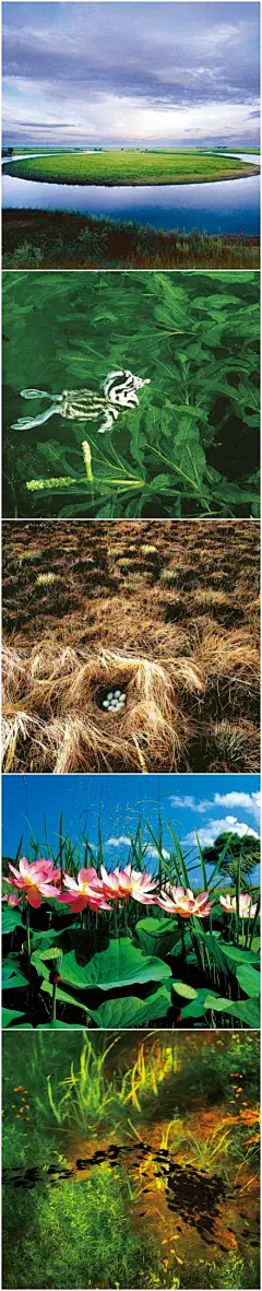 黑龙江三江自然保护区是我国最大的淡水沼泽湿地，被国际湿地局批准列入“国际重要湿地名录”，走进三江湿地，穿过农田，涉过沼泽，你会看到东方白鹳、丹顶鹤等珍稀鸟类在镜头里信步闲行，雁鸭、鸳鸯成群结队在水中嬉戏，马鹿、狍子在草地上奔走觅食，湿地中的大片小叶在风中沙沙作响……