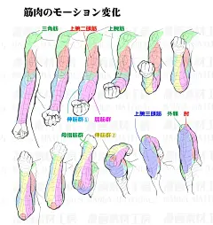 手臂肌肉和骨骼基本3肘的可移动研究【案例 - 小红书