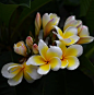 蛋黄花