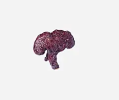 紫色灵芝免抠素材 页面网页 平面电商 创意素材 png素材