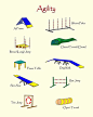 dog agility equipment | Agility Equipment by Brad A. Thomas Read more in http://natureandhealth.net/