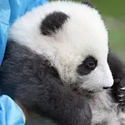 装门门