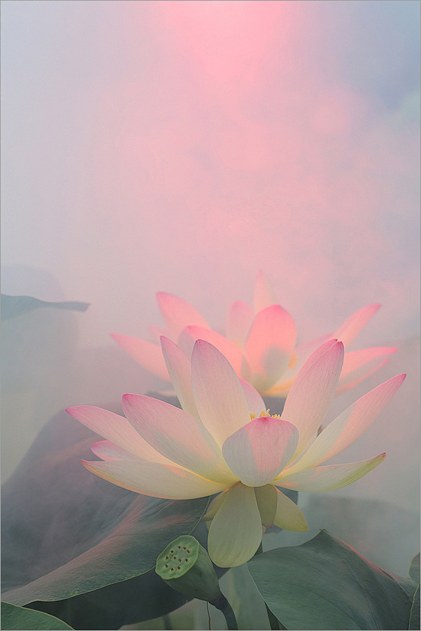 全部尺寸 | Lotus Flower ...