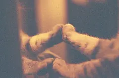 西瓜超人、壁纸、可爱、清新