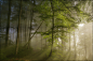 带有呼吸感的森林画卷：晨曦中生机无限套图-第5张